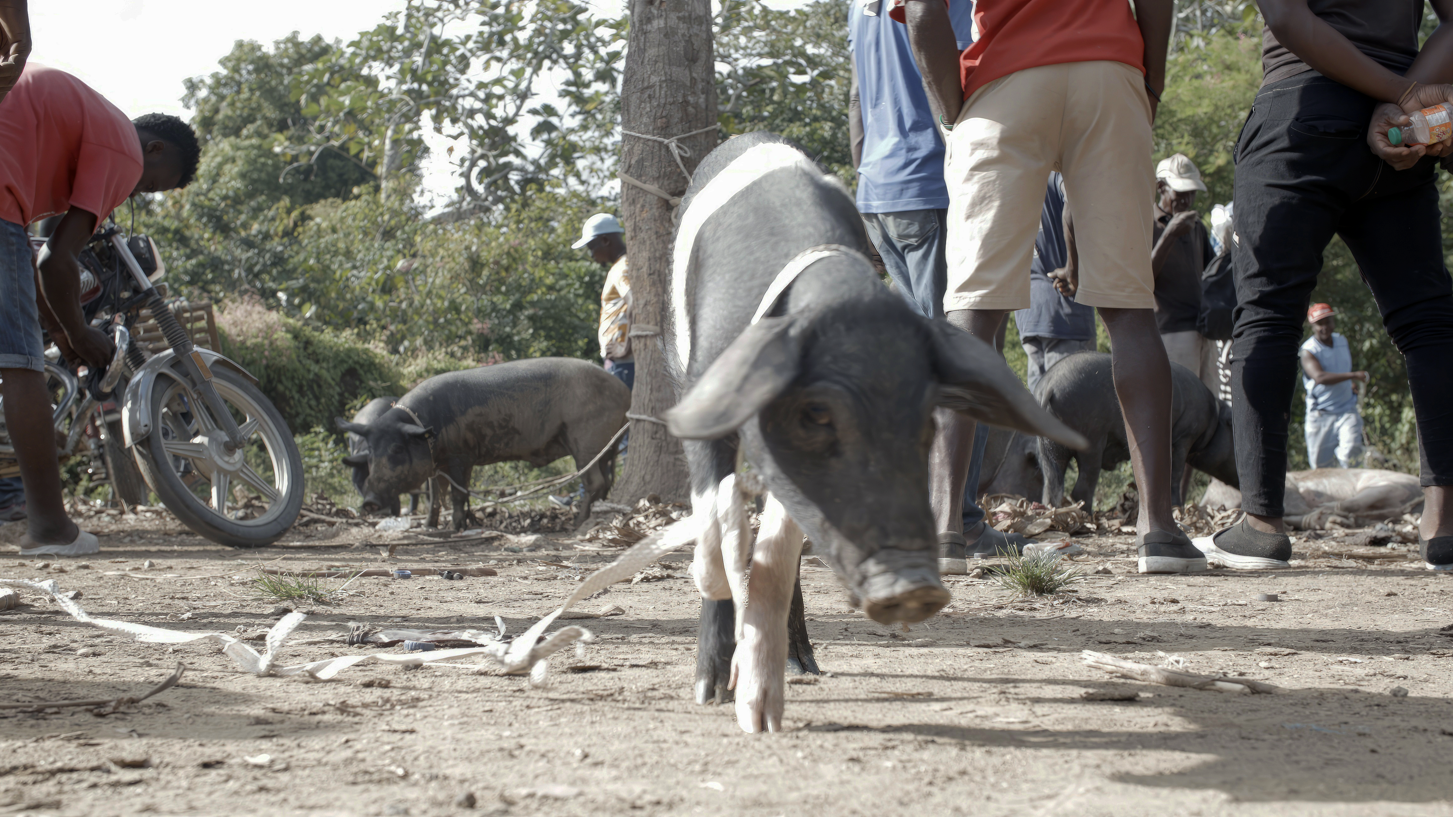 Check for The Creole Pig: Haiti's Great Loss airing on a public television station near you!